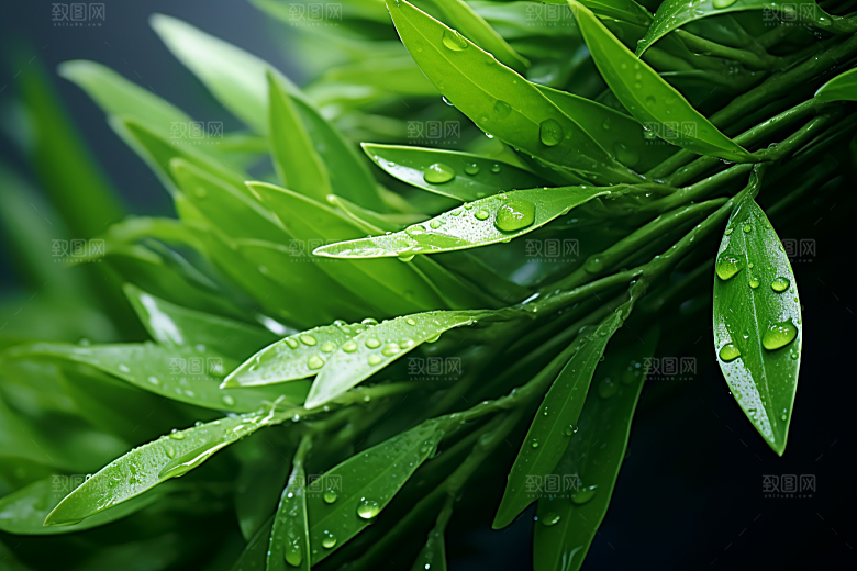 茶叶雨前龙井自然摄影图