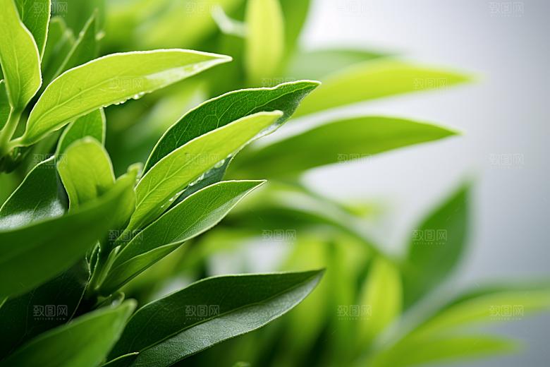 茶叶春茶采茶摄影图