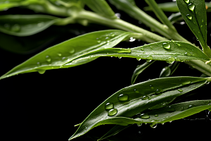 茶叶春天清明谷雨摄影图