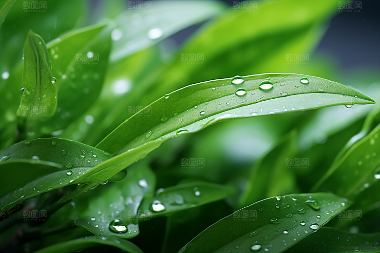 茶叶茶园茶树摄影图