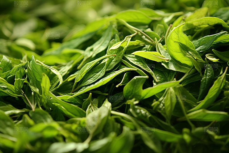 茶叶春茶高清摄影图