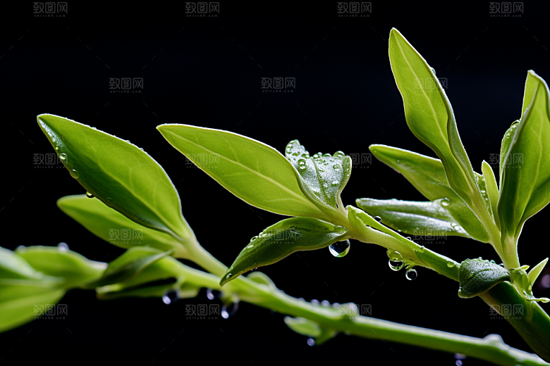 茶叶新茶茶山摄影图