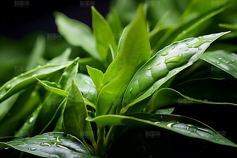 茶叶自然春茶摄影图