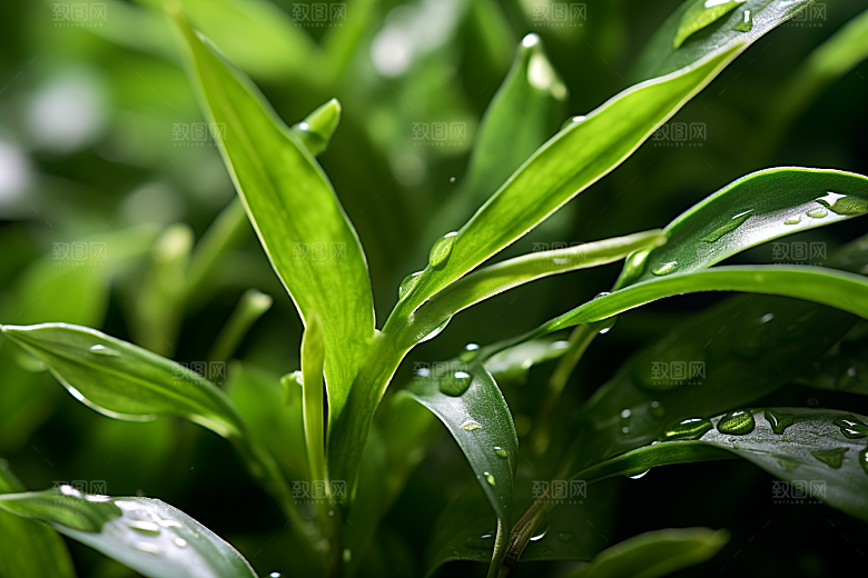 茶叶春茶清明谷雨摄影图