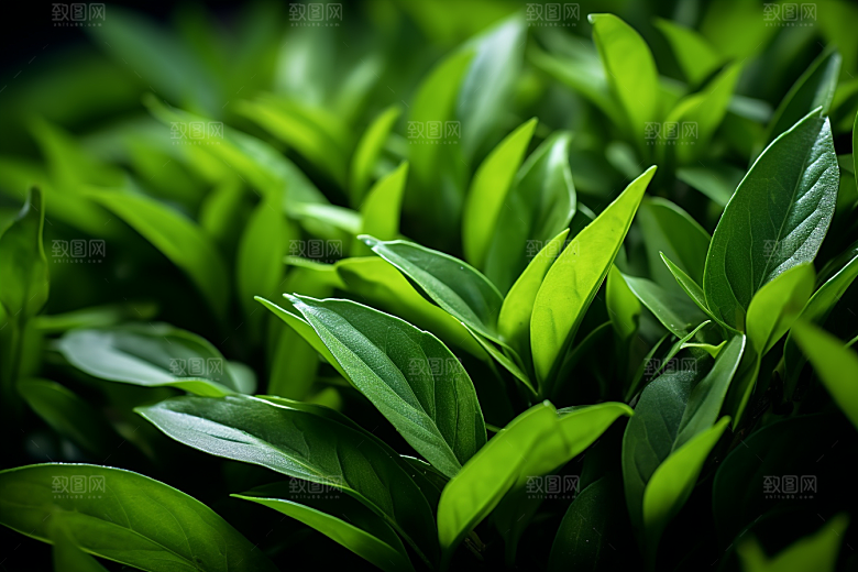 茶叶自然茶山摄影图