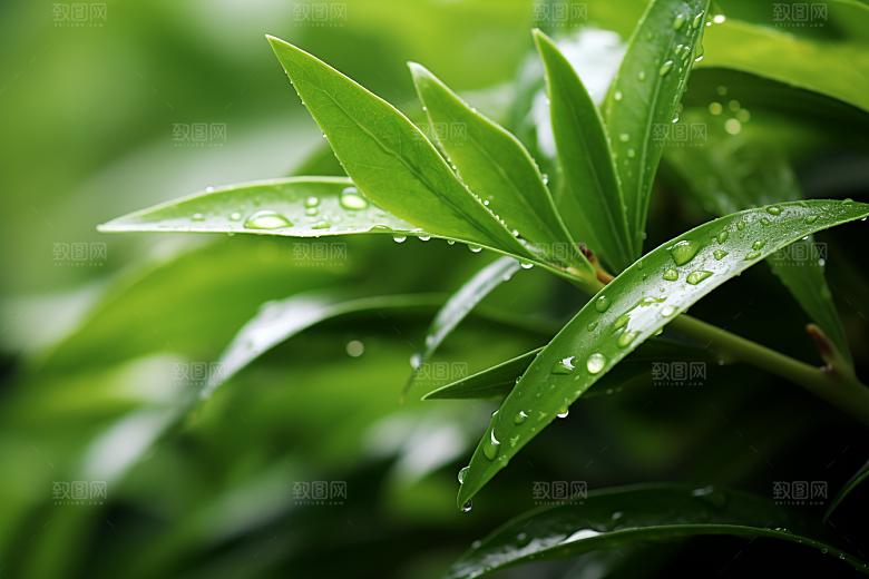 茶叶茶园自然摄影图