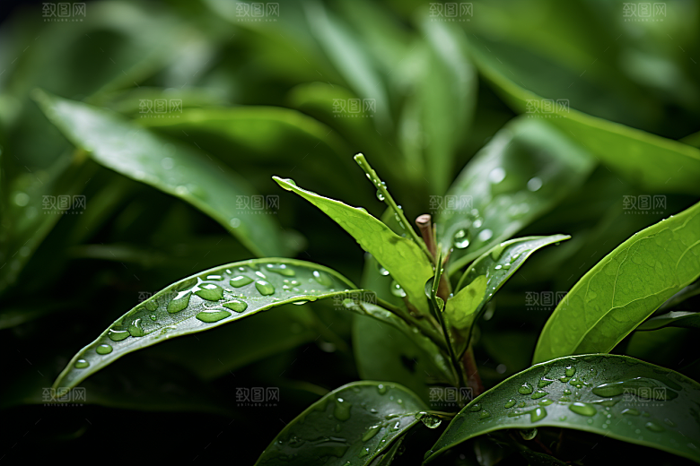 茶叶自然春季摄影图