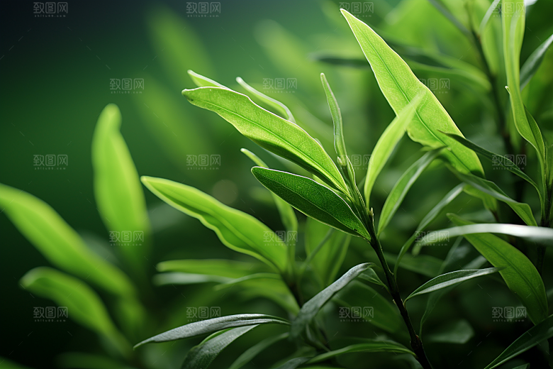 茶叶春茶茶树摄影图