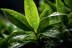 茶叶清明谷雨春茶摄影图