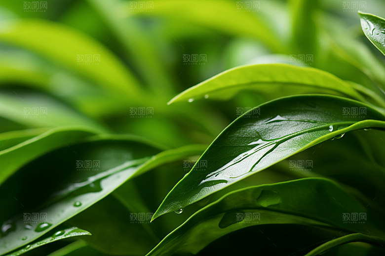 茶叶茶树清新摄影图