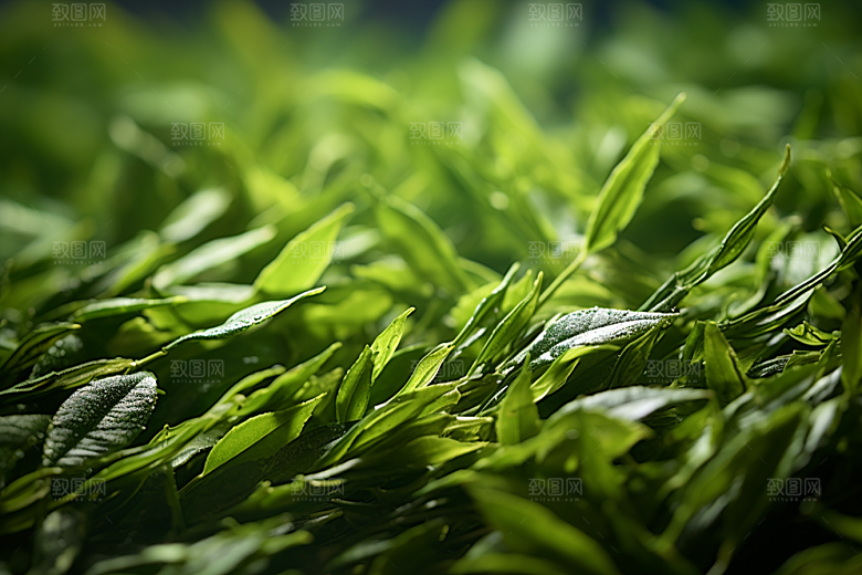 茶叶茶山春季摄影图