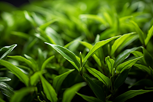 茶叶茶山雨前龙井摄影图