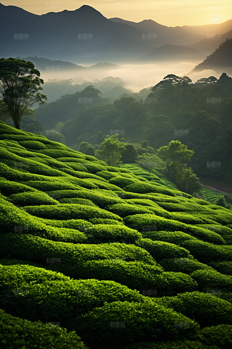 茶叶茶山春茶摄影图