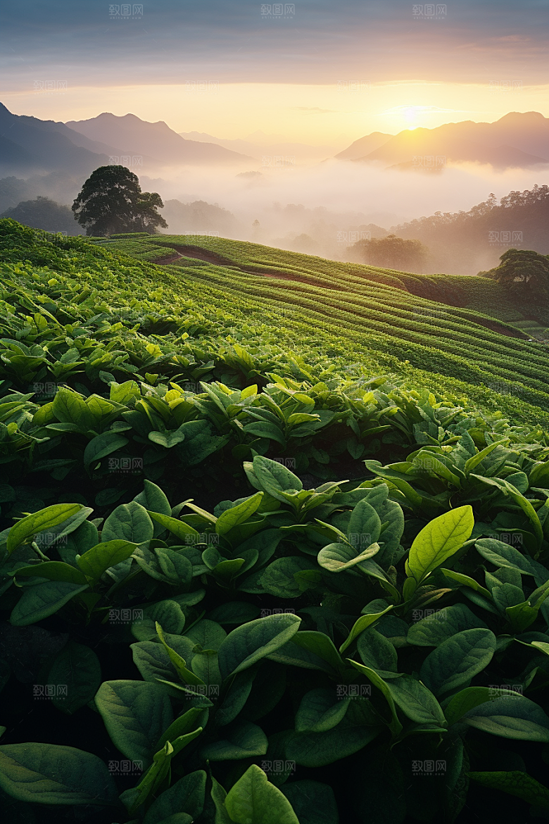 茶叶采茶春季摄影图