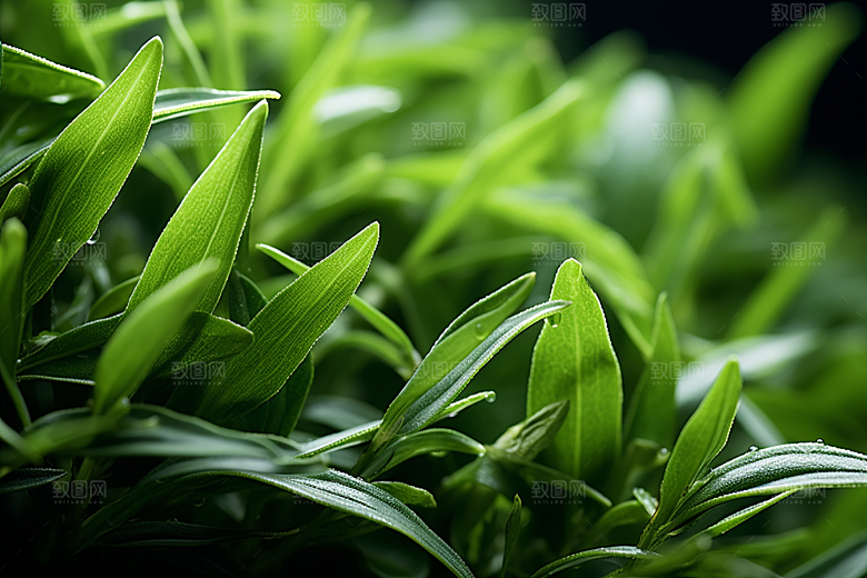 茶叶茶山春天摄影图