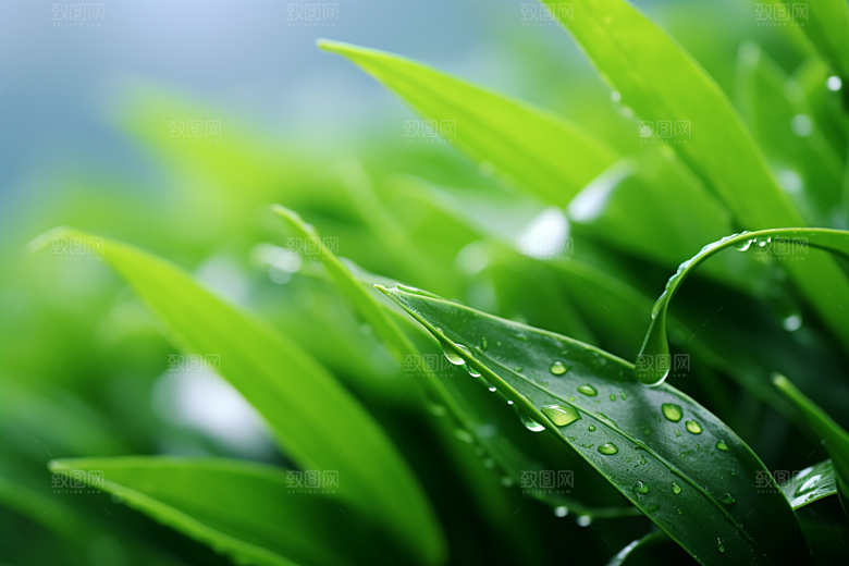 茶叶茶树自然摄影图