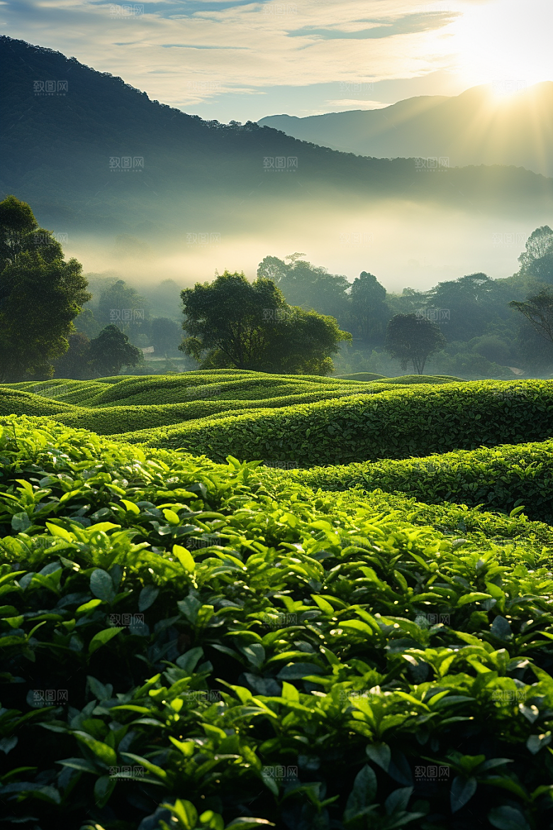 茶叶新茶茶树摄影图