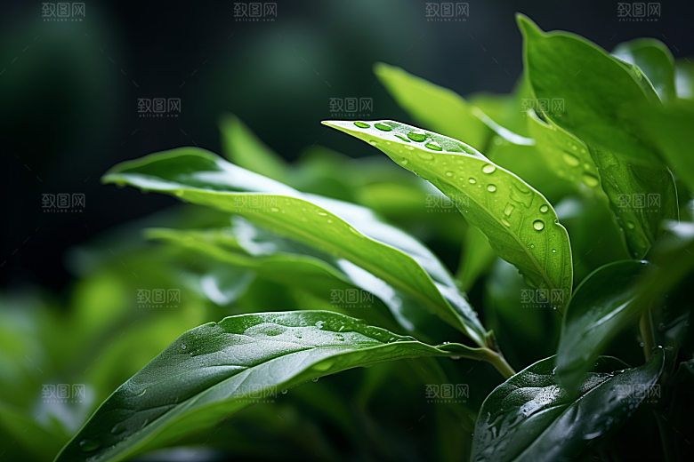 茶叶清新新茶摄影图