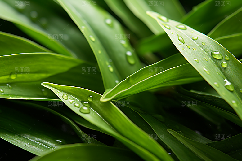茶叶自然采茶摄影图