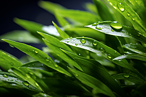 茶叶雨前龙井清明谷雨摄影图