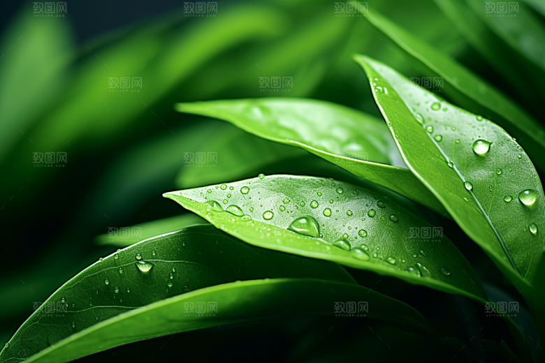茶叶雨前龙井春天摄影图
