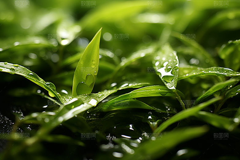 茶叶采茶春茶摄影图
