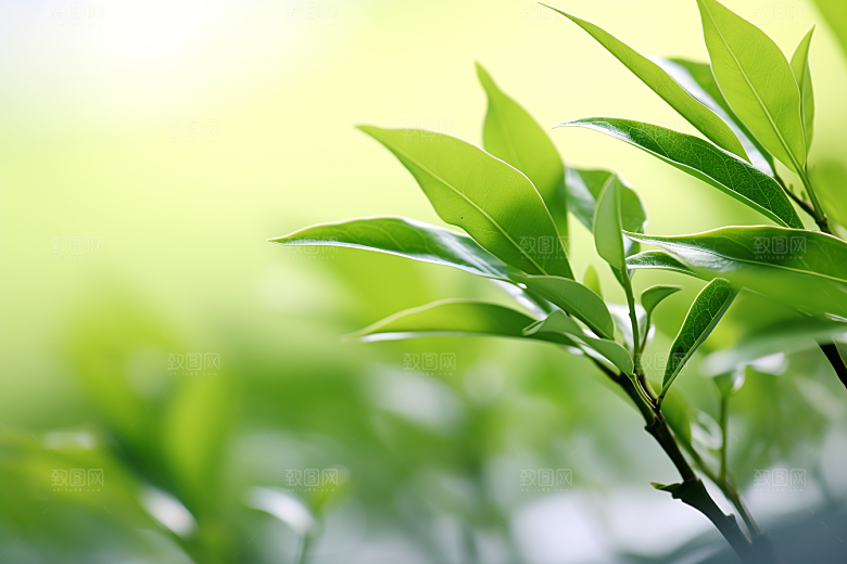 茶叶春茶茶园摄影图