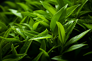 茶叶茶树清明谷雨摄影图