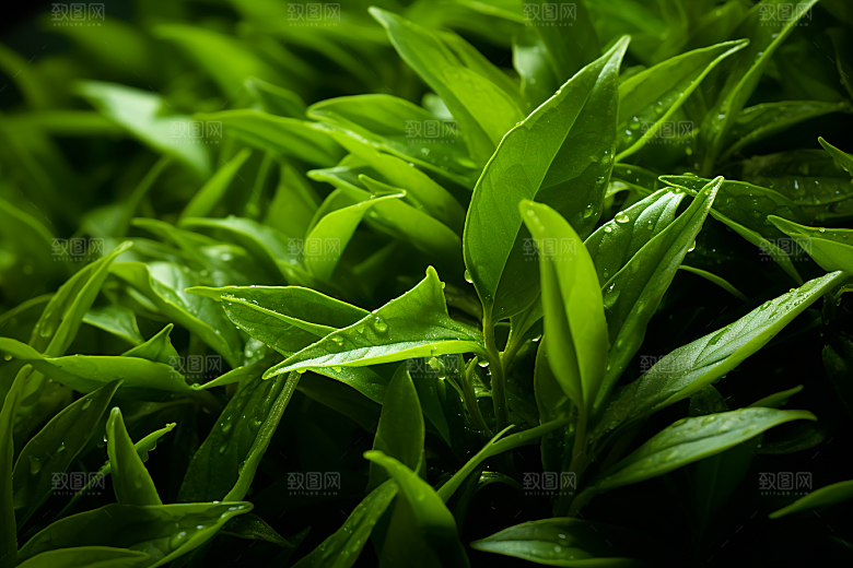 茶叶茶树清明谷雨摄影图