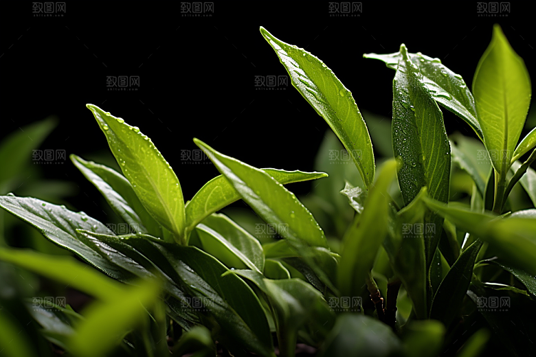 茶叶春茶春季摄影图