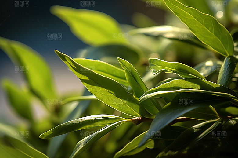 茶叶茶山茶园摄影图