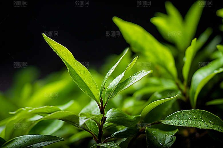 茶叶雨前龙井高清摄影图