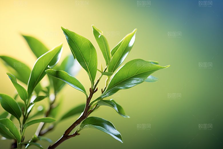 茶叶茶树采茶摄影图