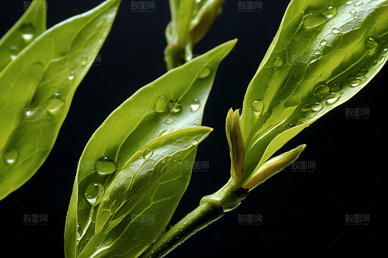 茶叶春季高清摄影图