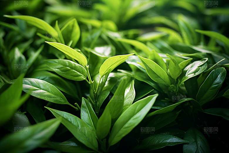 茶叶春茶茶树摄影图