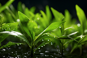 茶叶新茶茶园摄影图