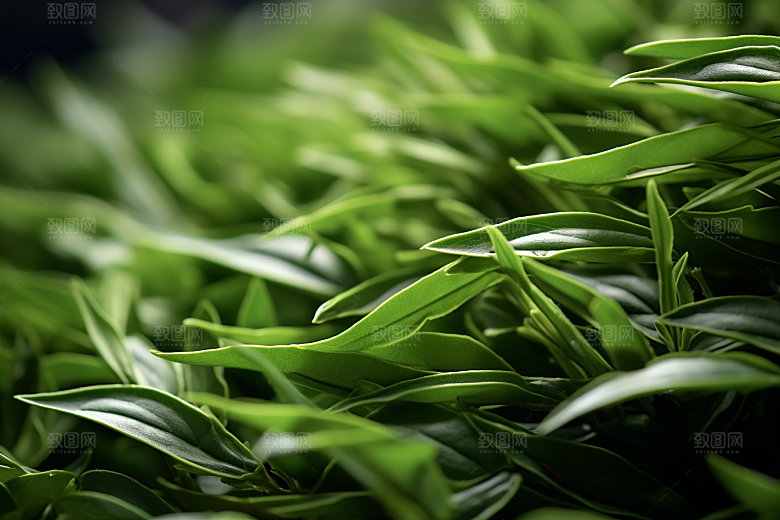 茶叶茶树新茶摄影图