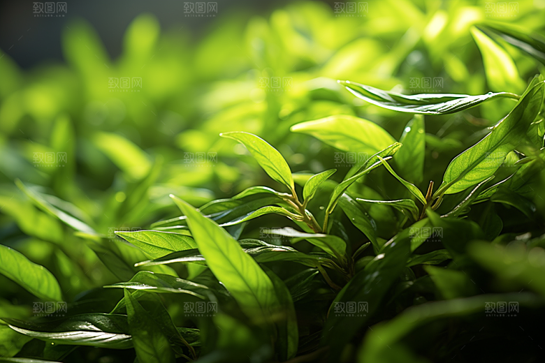 茶叶自然春季摄影图
