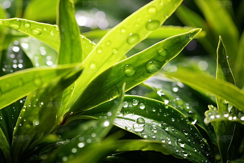 茶叶茶树雨前龙井摄影图