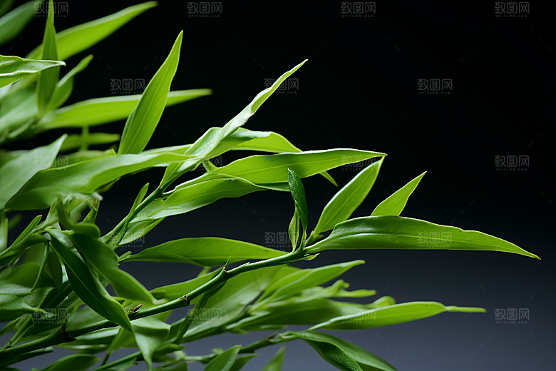 茶叶春茶清明谷雨摄影图