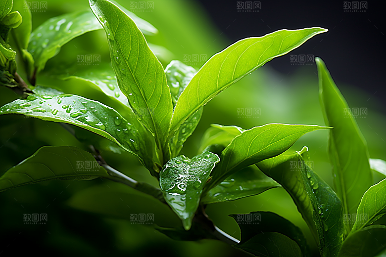 茶叶清新春茶摄影图