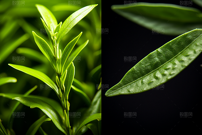 茶叶自然雨前龙井摄影图