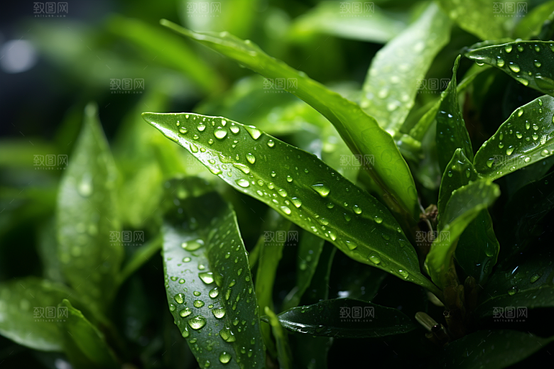 茶叶茶树自然摄影图