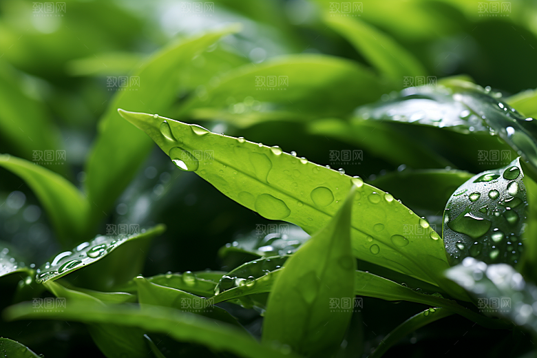 茶叶春茶清明谷雨摄影图