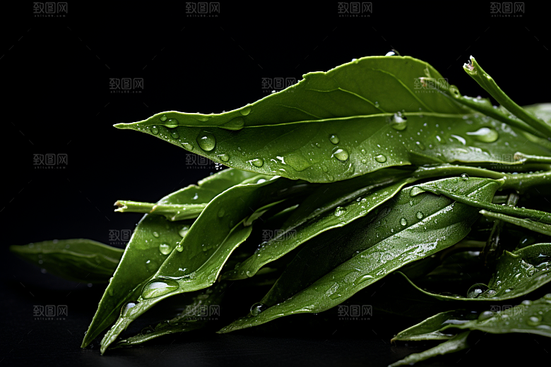 茶叶春季茶树摄影图