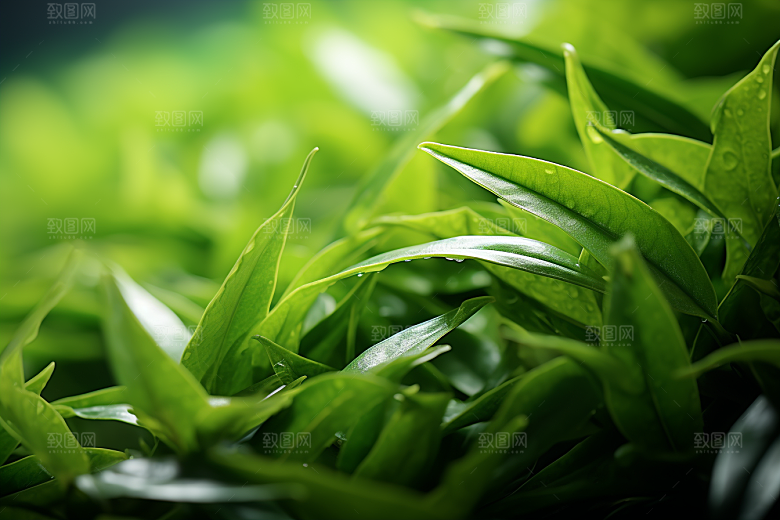 茶叶茶园自然摄影图