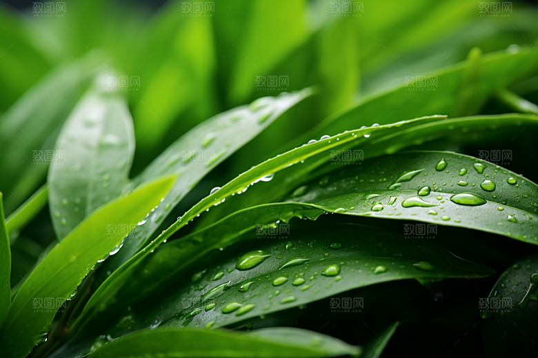 茶叶雨前龙井春季摄影图
