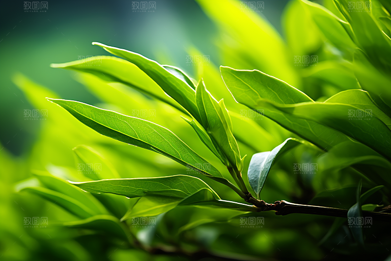 茶叶自然采茶摄影图