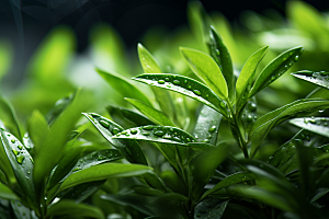 茶叶新茶雨前龙井摄影图