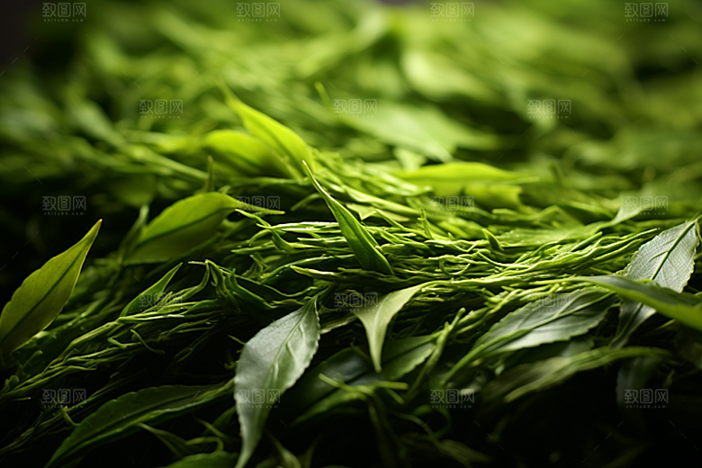 茶叶春茶高清摄影图